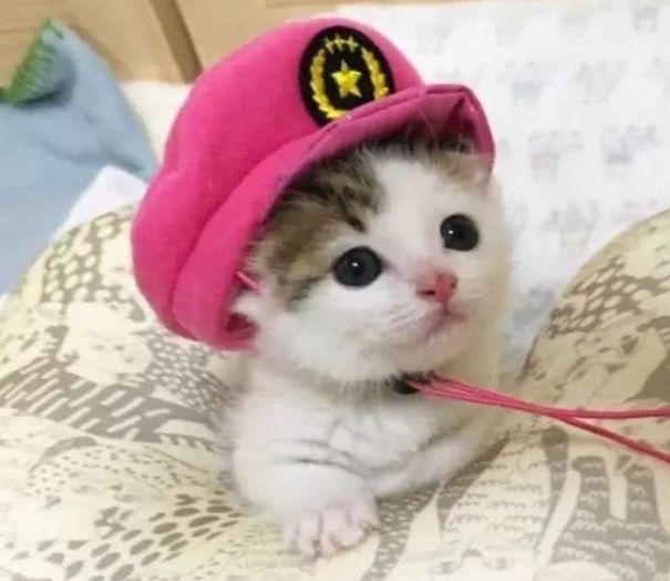 犬瘟热的狗狗拉血了——紧急救治与护理指南